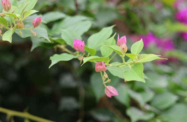 川菜馆招牌名字大全